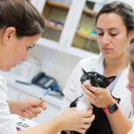 Veterinary Specialists
