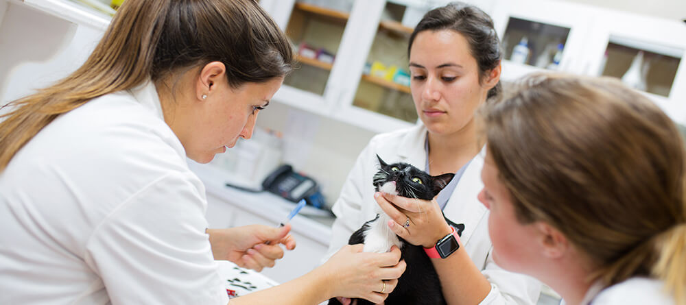 Veterinary Specialists