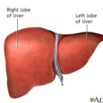 Liver anatomy